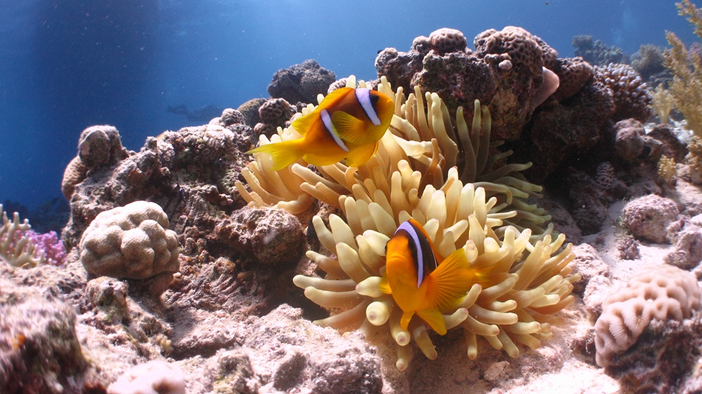 red sea day 4 069.JPG